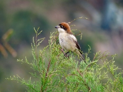 Woodchat Shrike